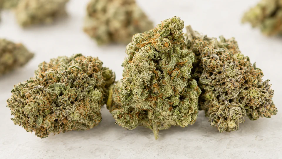 Cannabisblüten für den Wissensbereich Cannabis auf Rezept